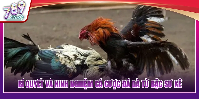 Top Kinh Nghiệm Cá Cược Đá Gà Đỉnh Cao Từ Các Sư Kê Lâu Năm 3 Kinh nghiệm cá cược đá gà và chốt kèo đỉnh cao