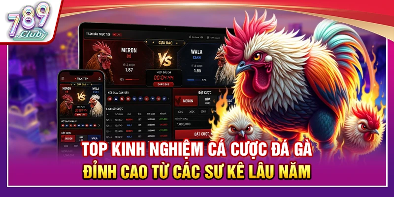 Top Kinh Nghiệm Cá Cược Đá Gà Đỉnh Cao Từ Các Sư Kê Lâu Năm 1 Top Kinh Nghiệm Cá Cược Đá Gà Đỉnh Cao Từ Các Sư Kê Lâu Năm